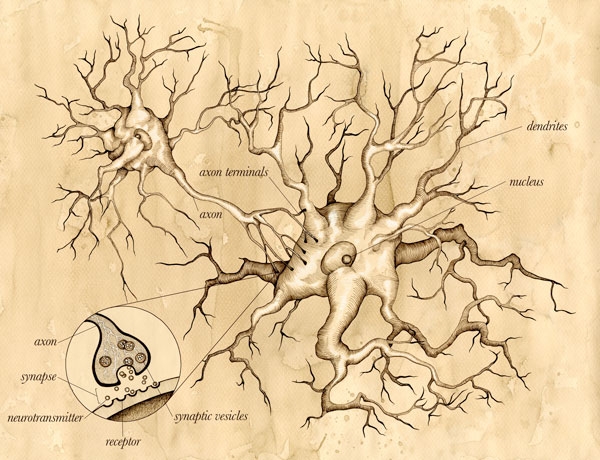 neuron illustration