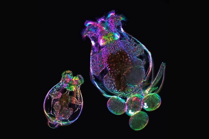 rotifer