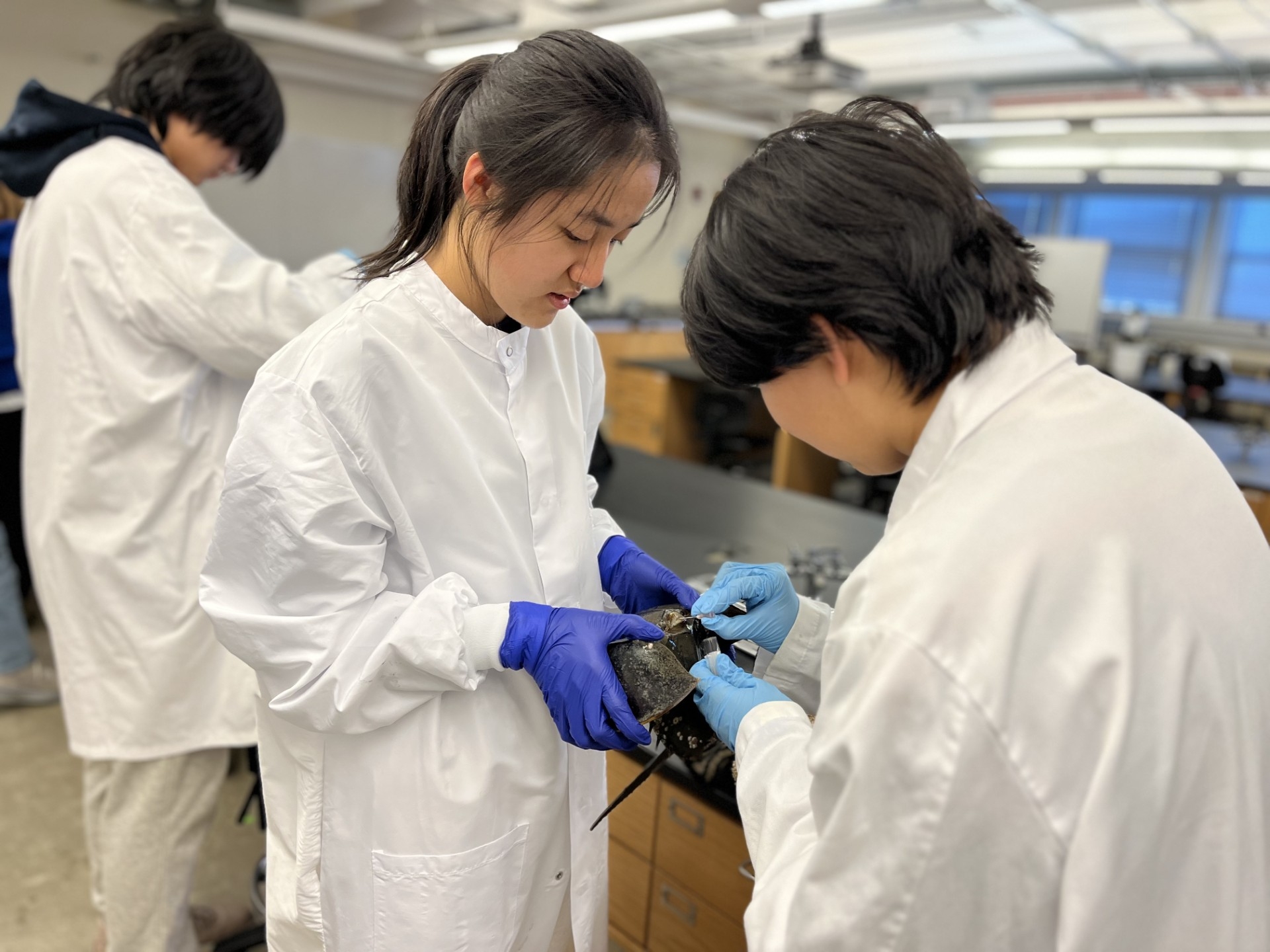 Students from Shanghai Star-River Bilingual School extract hemolymph from a horseshoe crab in Loeb Laboratory