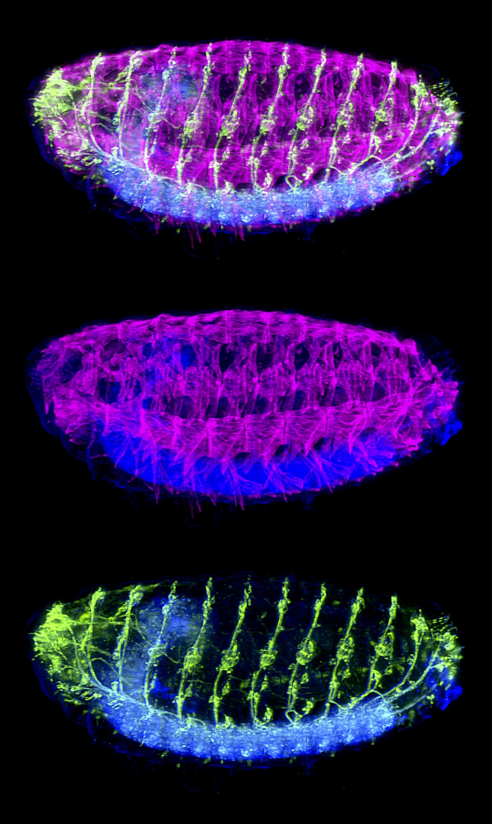 Three oval shapes arranged in a column. The top is yellow, purple, and blue; the middle is purple and blue; the bottom is yellow and blue