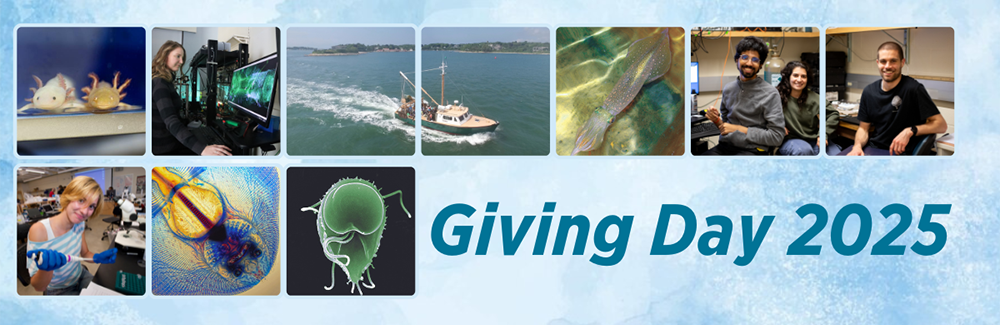 Giving Day Collage