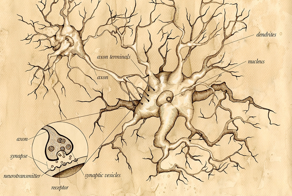 neuron