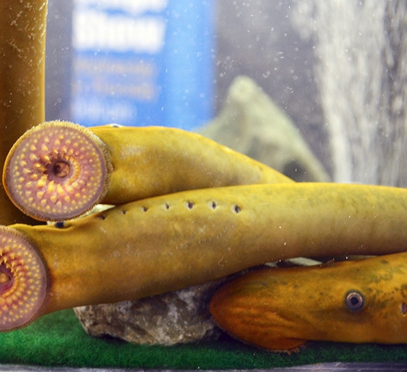 Sea Lamprey