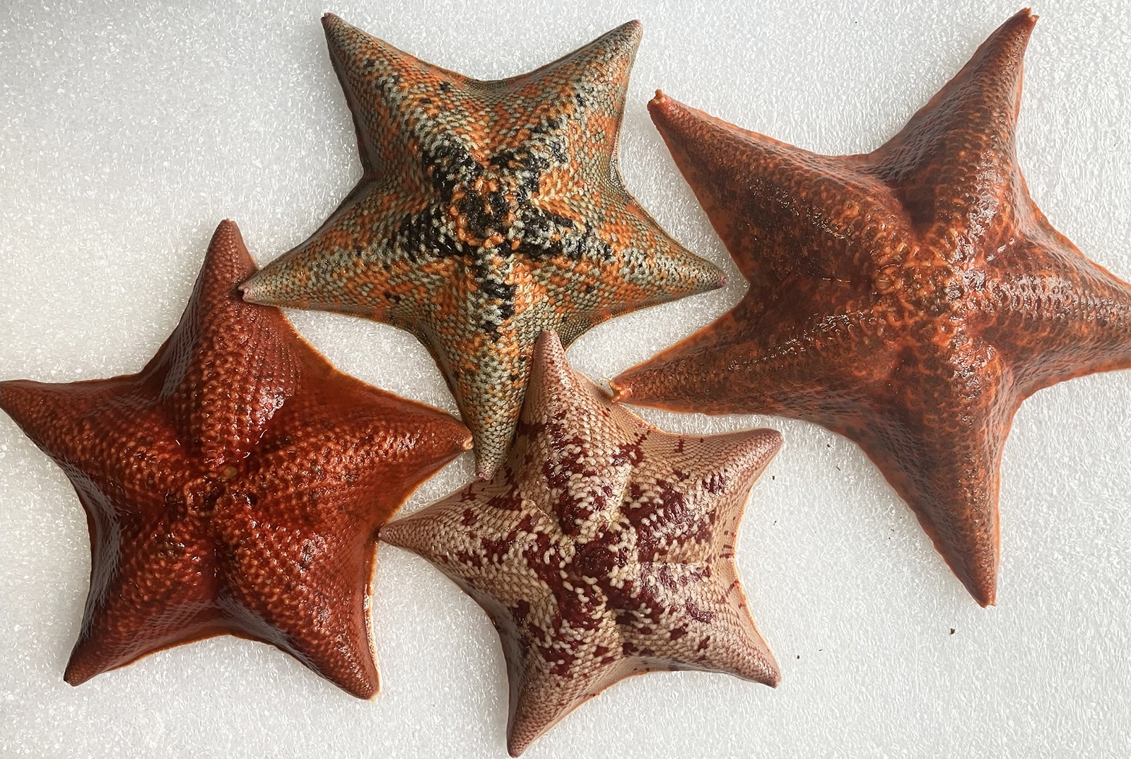 Four sea stars on a table.