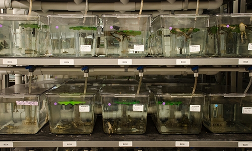 Tanks in the National Xenopus Resource.