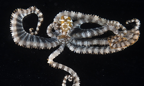 A wunderpus octopus (Wunderpus photogenicus) in the MBL's Marine Resources Center. 