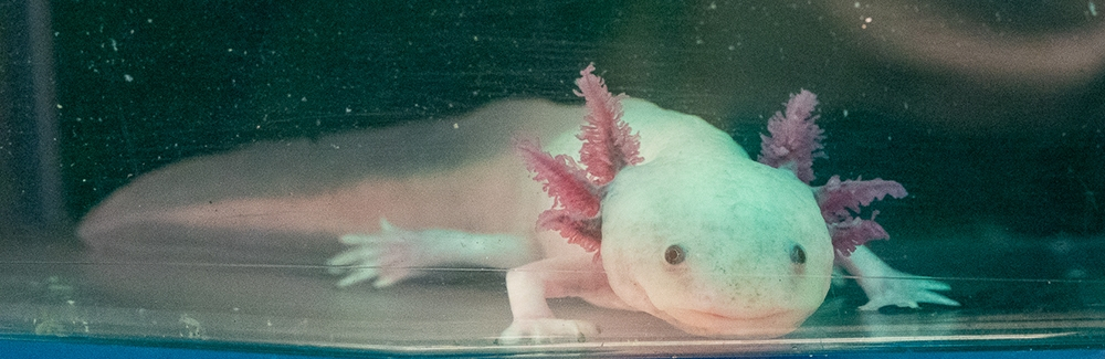Axolotl in the Karen Echeverri Lab-Credit Christian Selden-feature.jpg