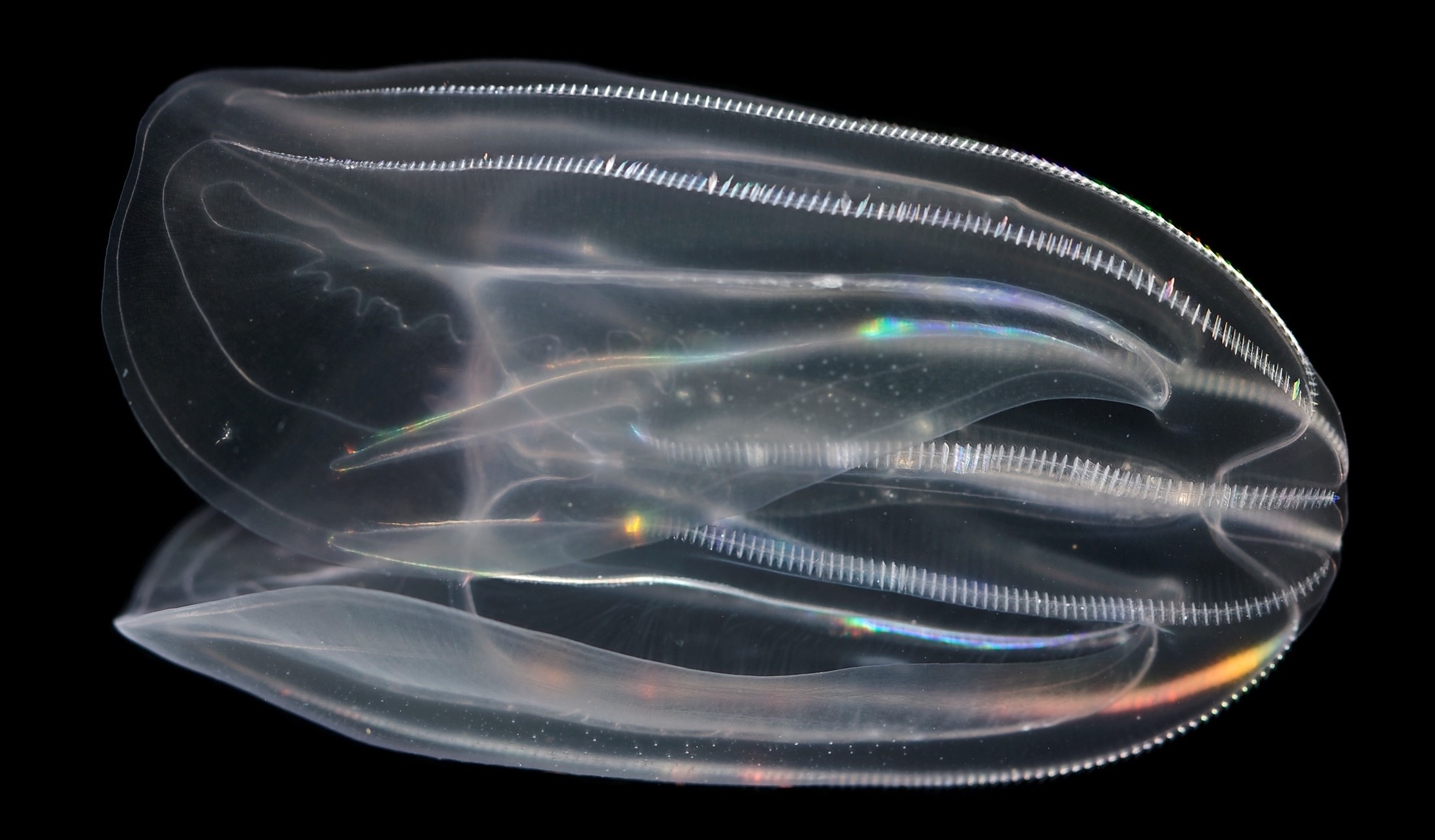 A translucent jellyfish on a black background