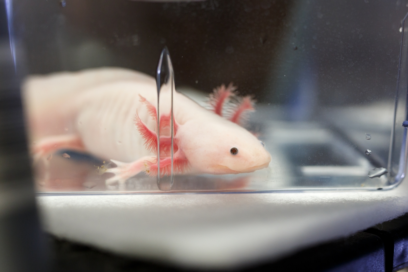 An axolotl in a tank.