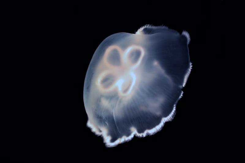 A jellyfish on a black background