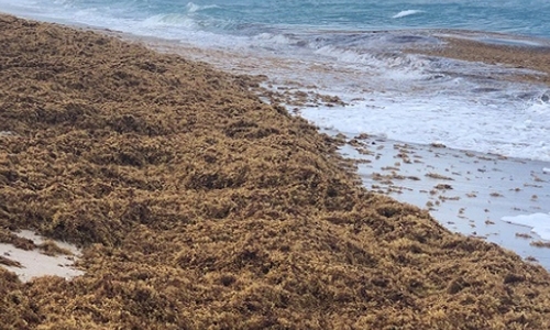 Sargassum on a beach in Palm Beach County, Florida.