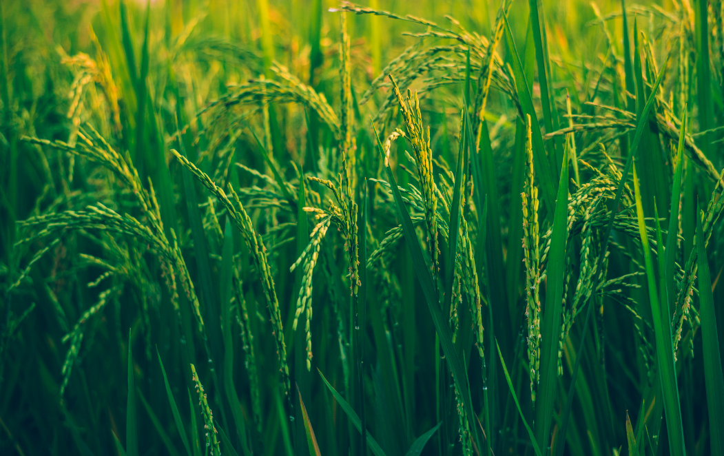 Close up shot of rice