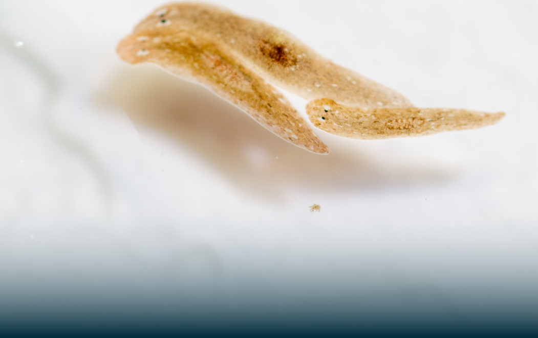 Planaria