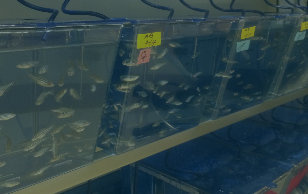 Zebrafish in tanks