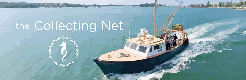 Our research vessel, The Gemma, with MBL seal and "The Collecting Net" spelled out.