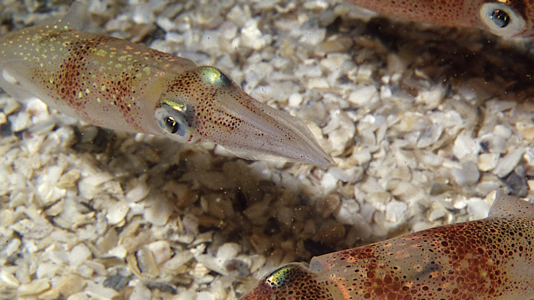 squid