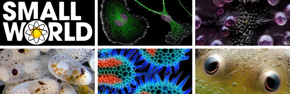 Images from 2024 Nikon Small World Exhibit.
