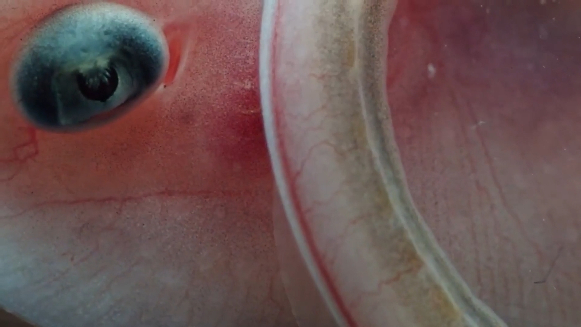 Closeup of Axolotl head