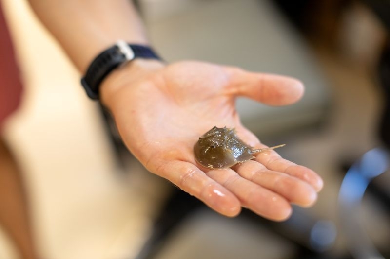 Gui Gainett's hand, holding a horseshoe crab