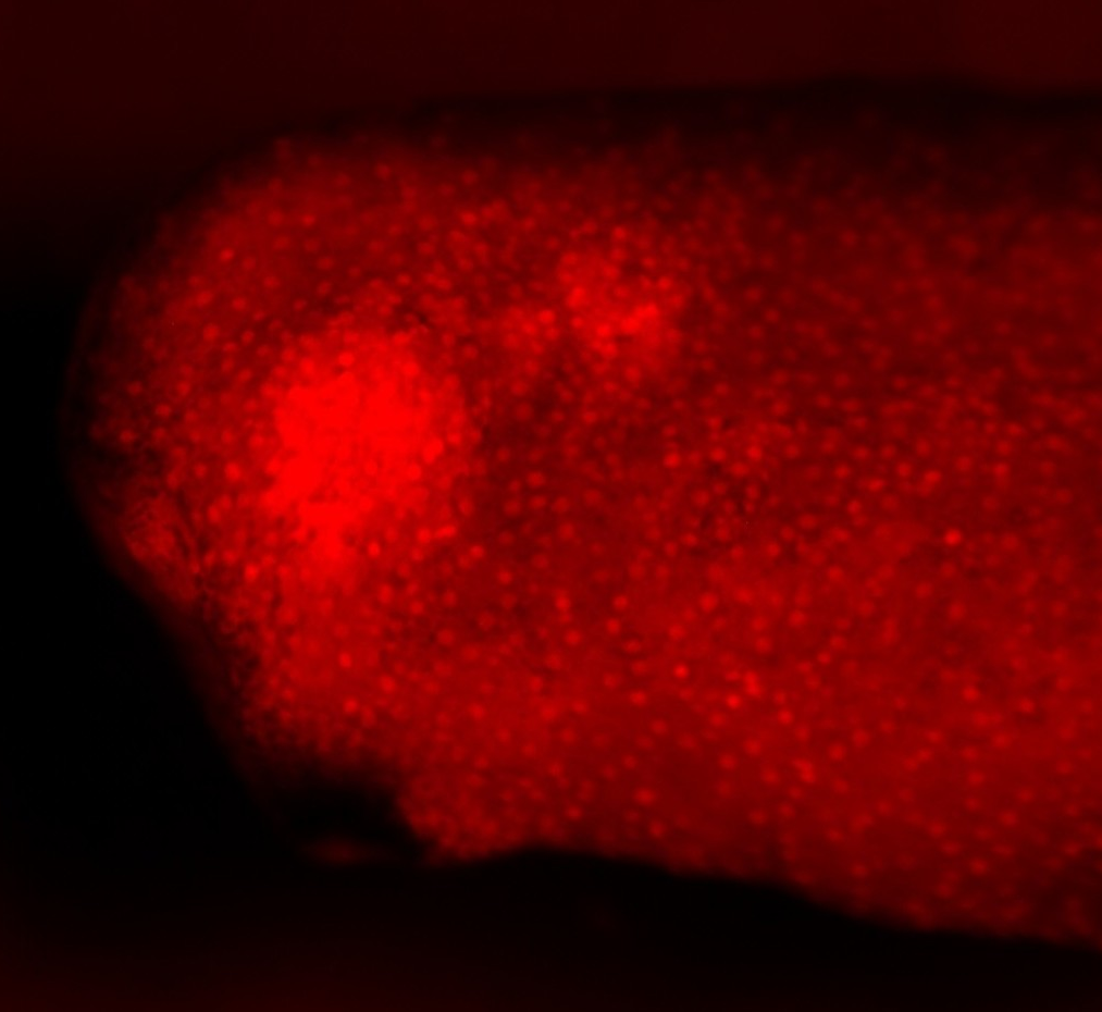 Foxi1-Katushka_1EXRC