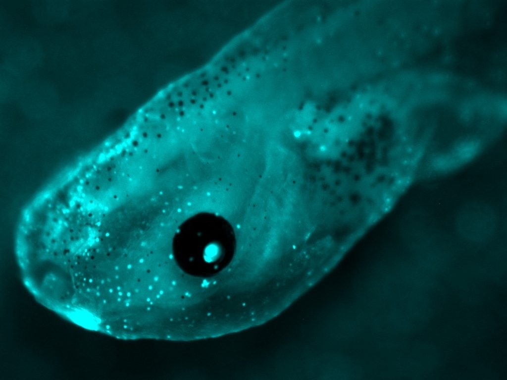 LCMVECFPloxPFRTEYFPC5.2-1024x767