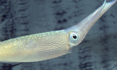 The common squid (Doryteuthis pealeii) with its iridescent skin cells (iridophores) visible on its dorsal mantle.