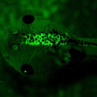 Tubb2GFP_EXRC