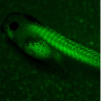 TubulinA1GFP_EXRC