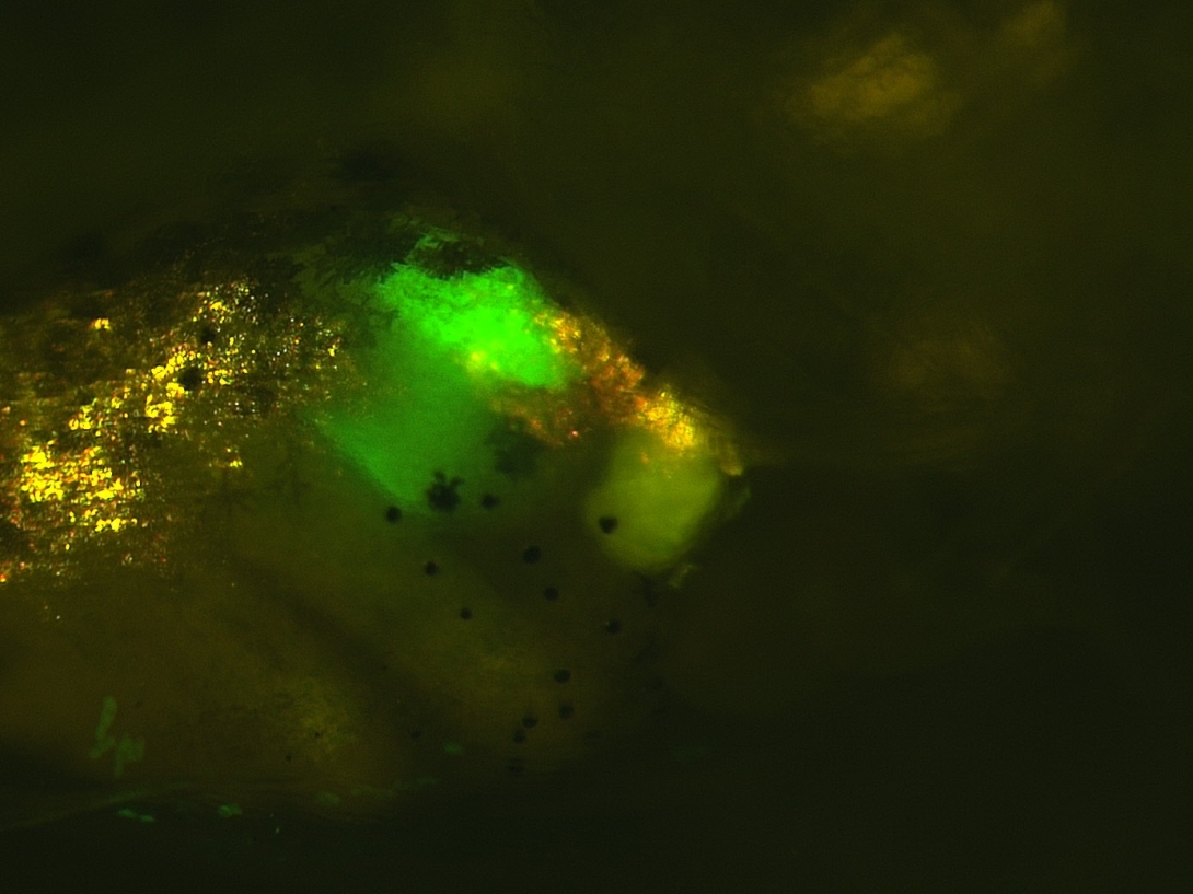 bro-1-gfp-bright-pancreas