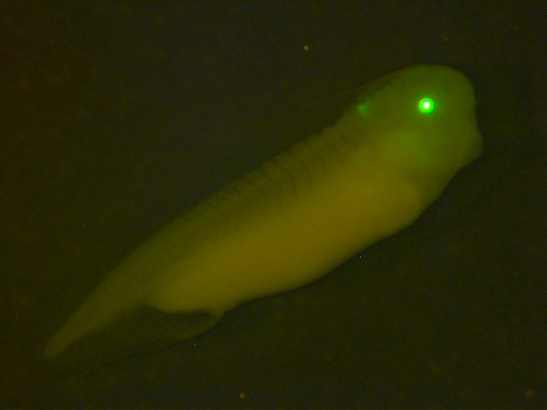 elaseta25mztetonicd3