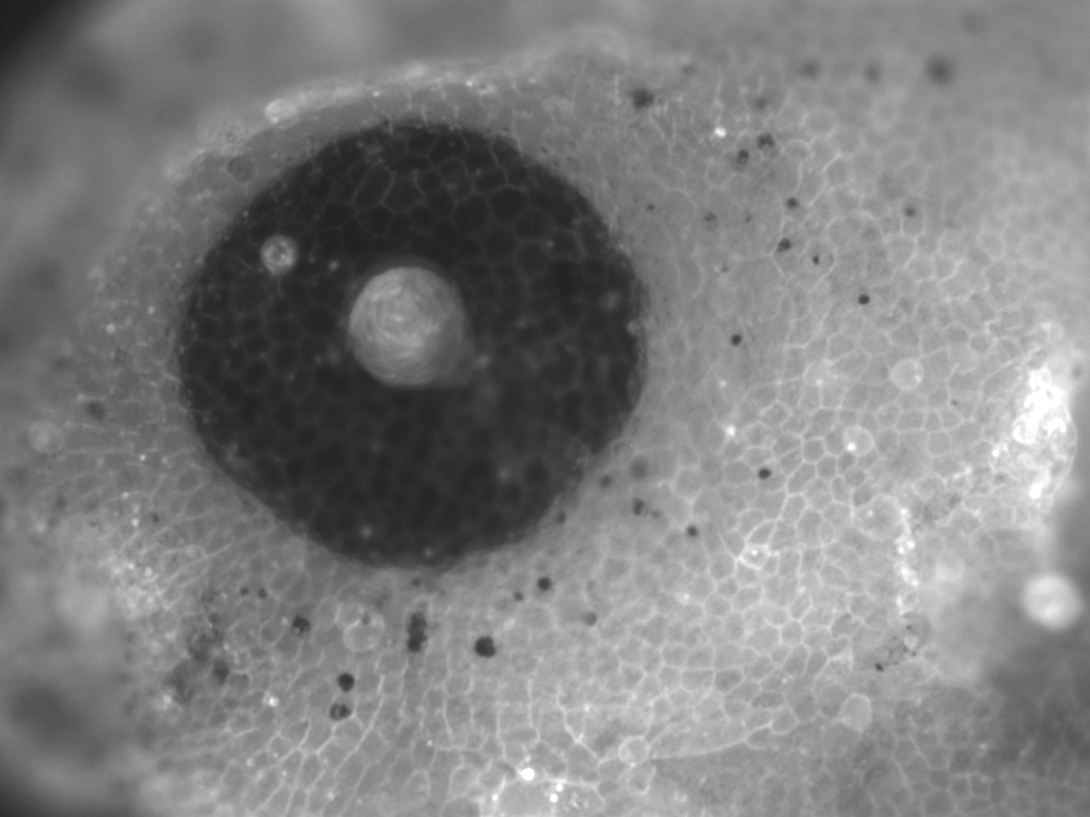 mem-GFP-transgenic-images