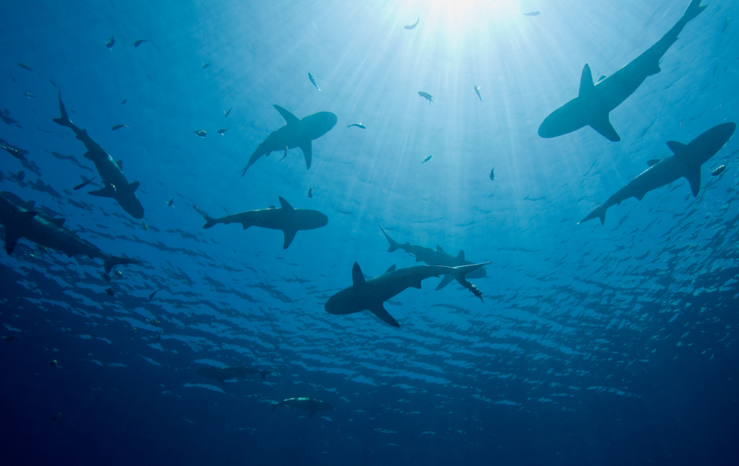 Several sharks swimming together.