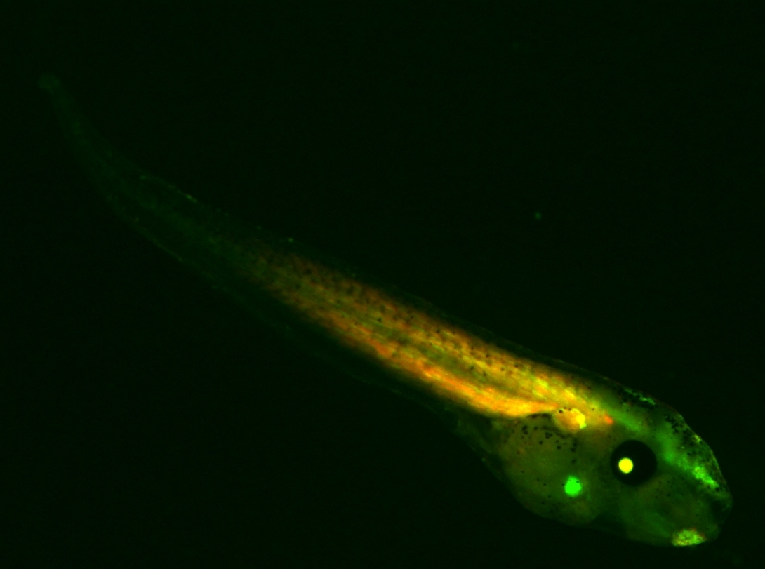 ubiqgal4uasvenustauuasmcherrymoe