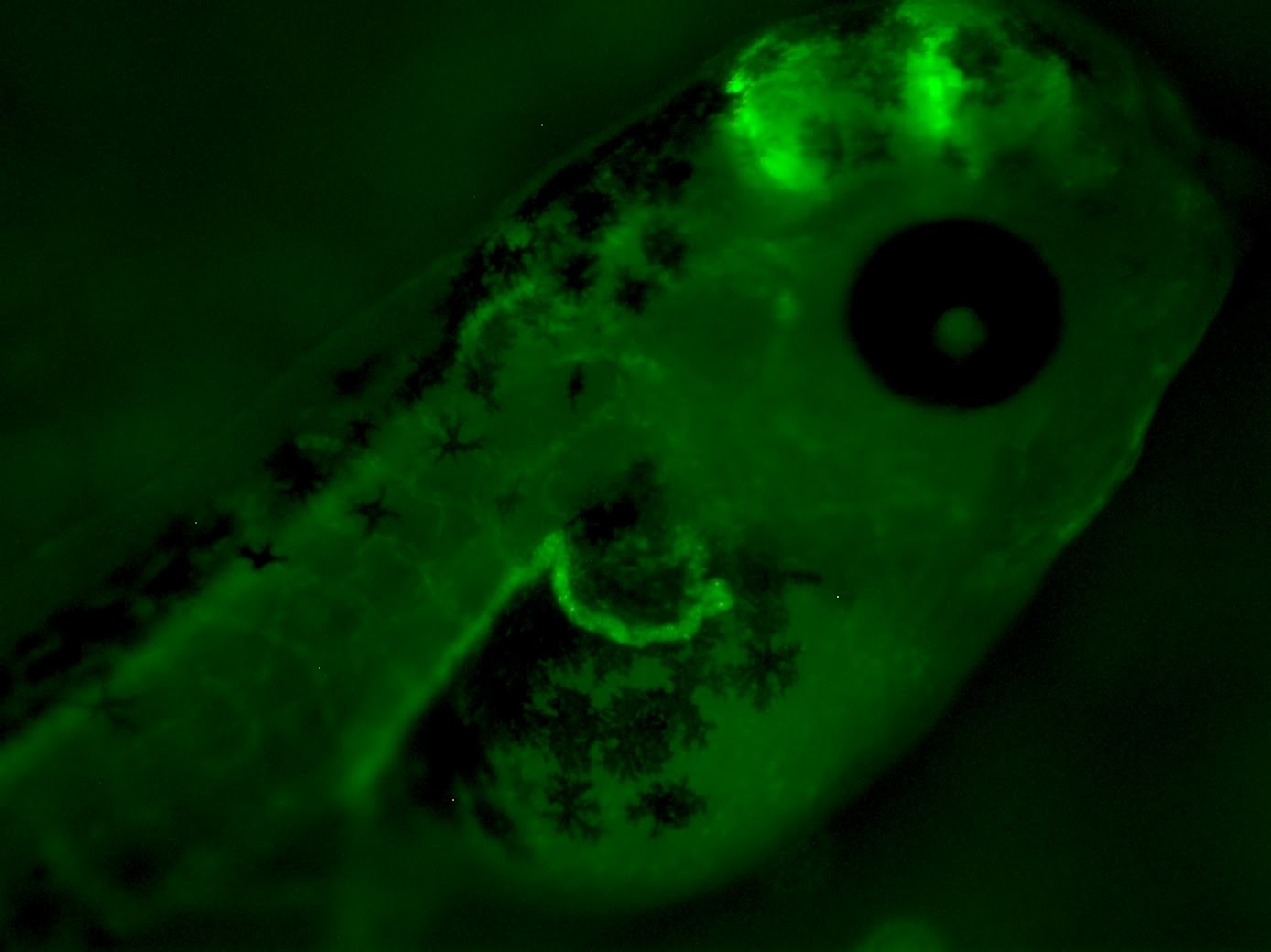 zHB9-GFP_st.46_4