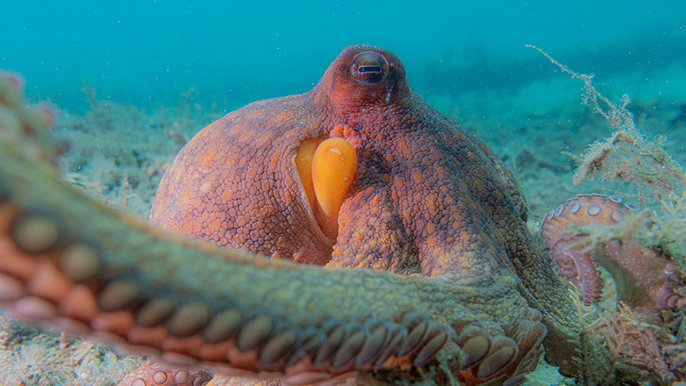 octopus