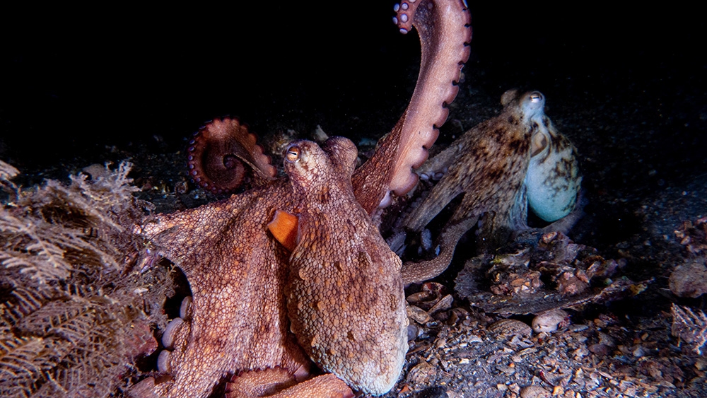 octopus