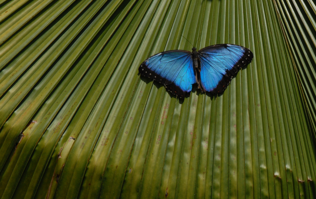 Blue butterfly on large green leaf.