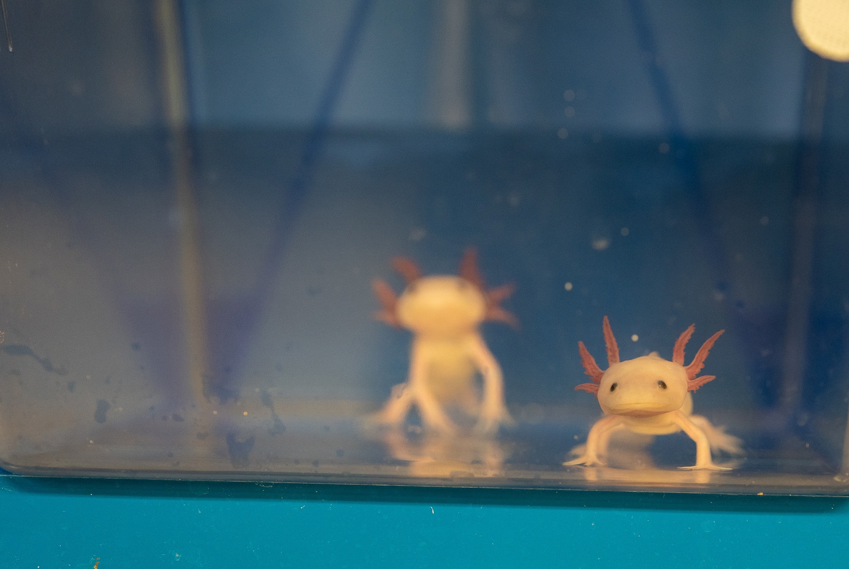 Two axolotls in a tank