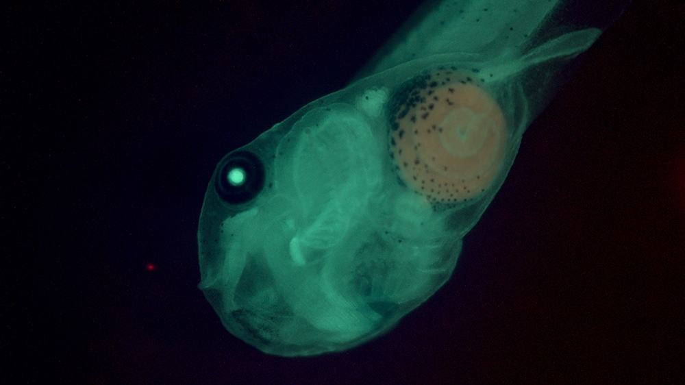 x laevis tadpole