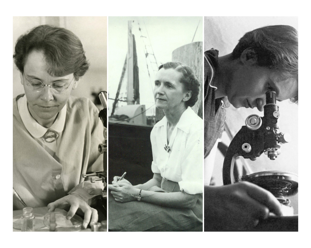 McClintock Carson Franklin