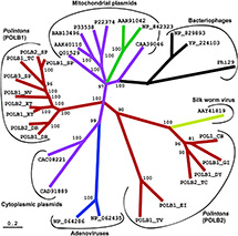 A phylogenetic tree of the protein-primed polymerase B, encoded by Polintons, adenoviruses, and linear plasmids. 