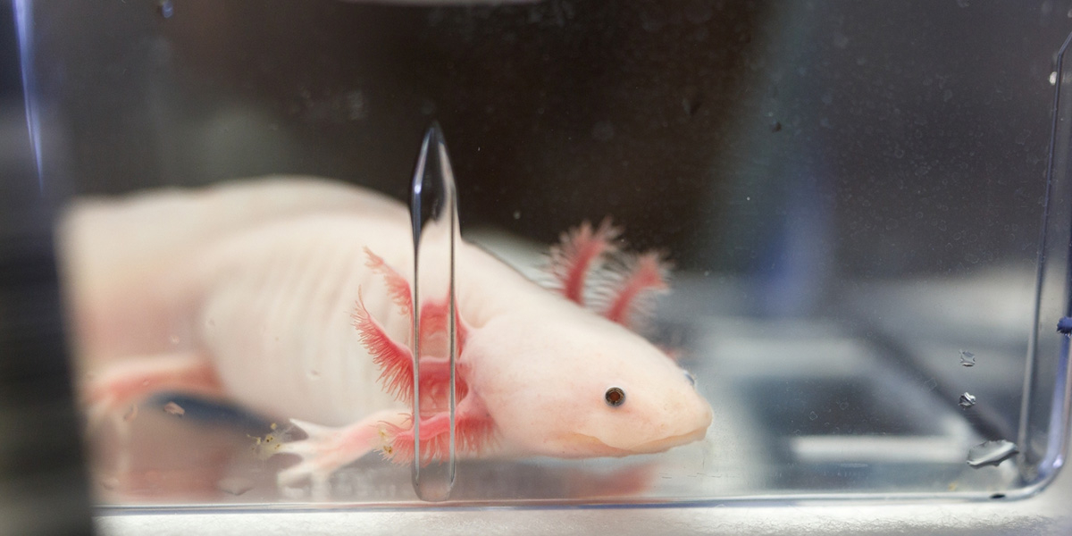 An axolotl in a tank.