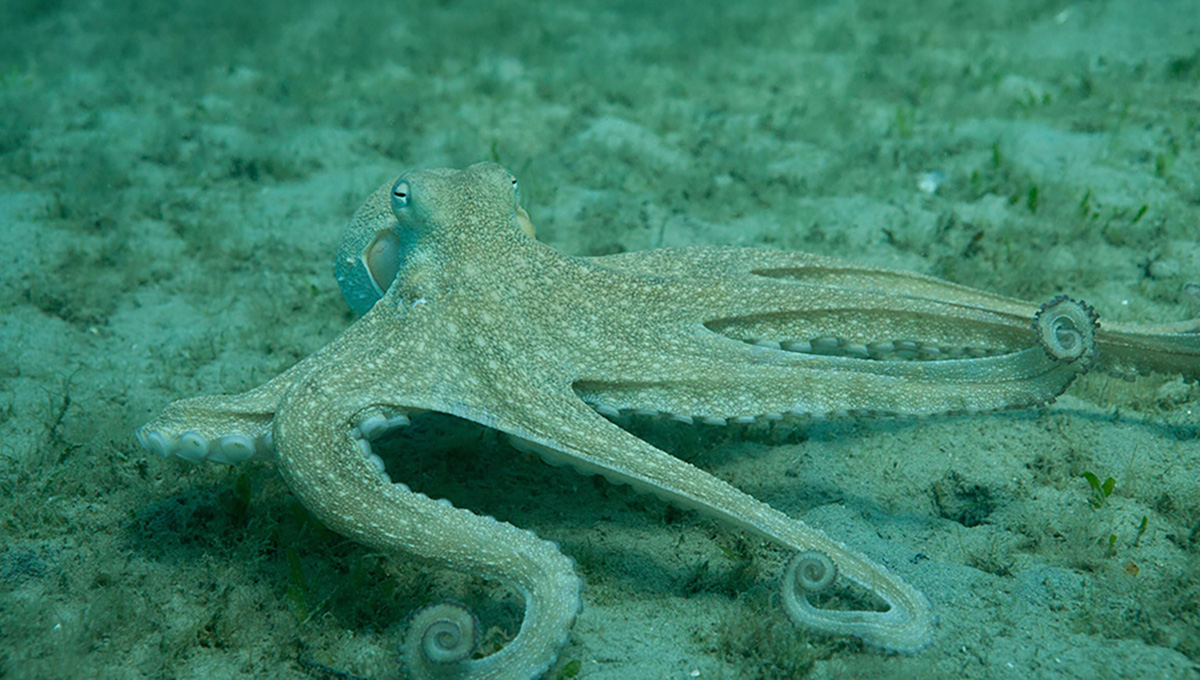 Octopus americanus (common octopus) laying on the ocean floor.