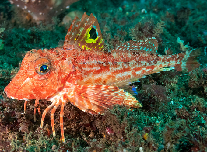 A Sea Robin.