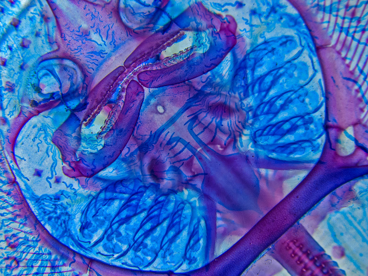 Skeletal preparation of little skate hatchling ventral view.