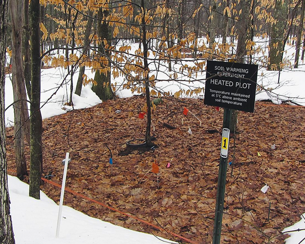 This photo shows a sign in a forest that reads: "SOIL WARMING EXPERIMENT. HEATED PLOT."