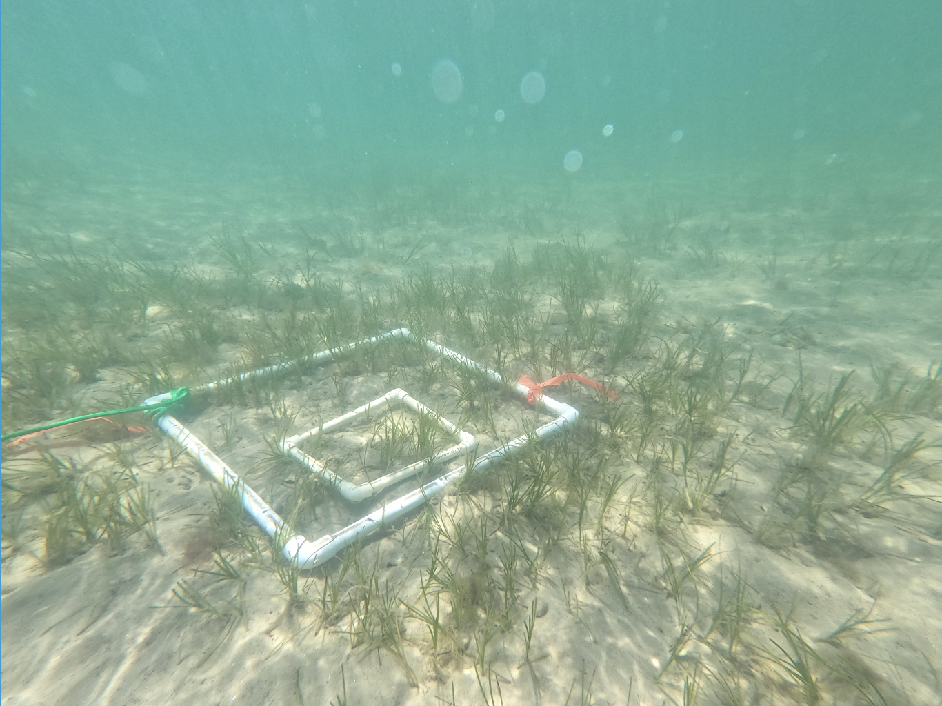 This photo shows metal bars underwater on top of seagrass meadows.