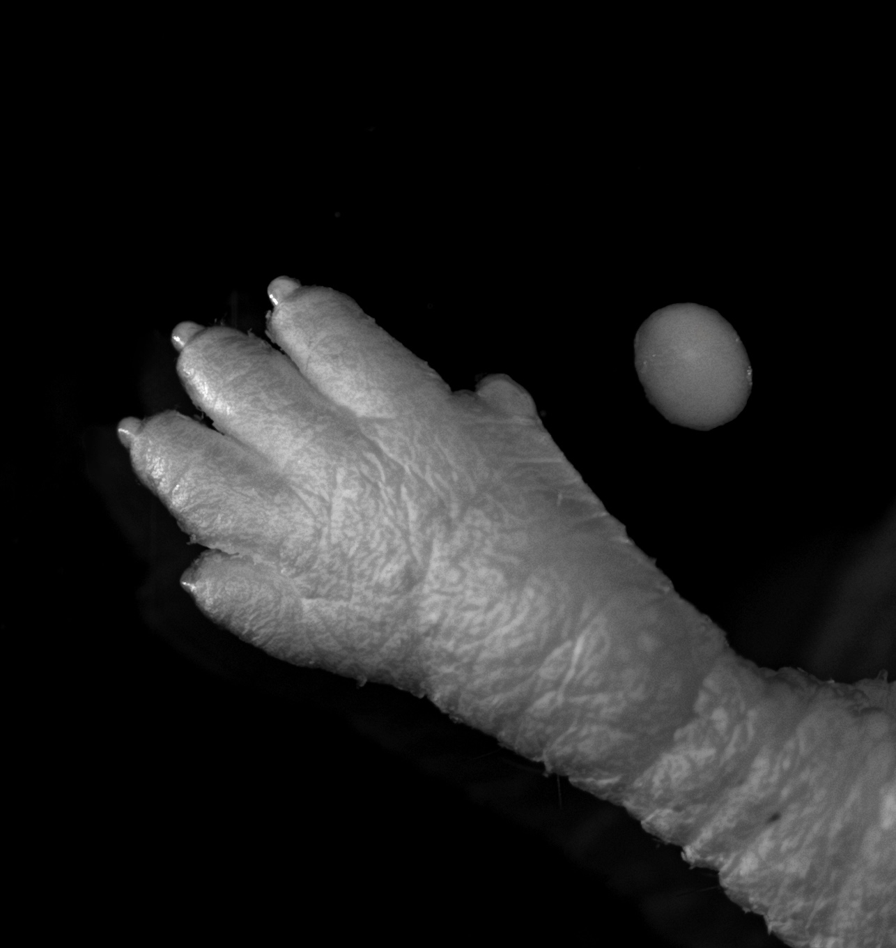 Pearl shaped cartilage pellet organoid is shown next to mouse forelimb. Image credit: Andrew Gillis 