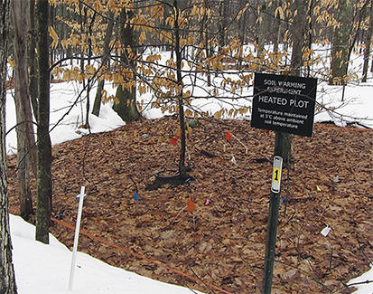 A warmed plot of forest soil bordered by snow.