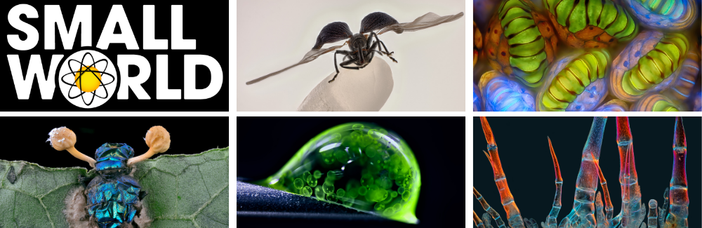 Nikon Small World header with various microscopy images along with Nikon Small World logo.